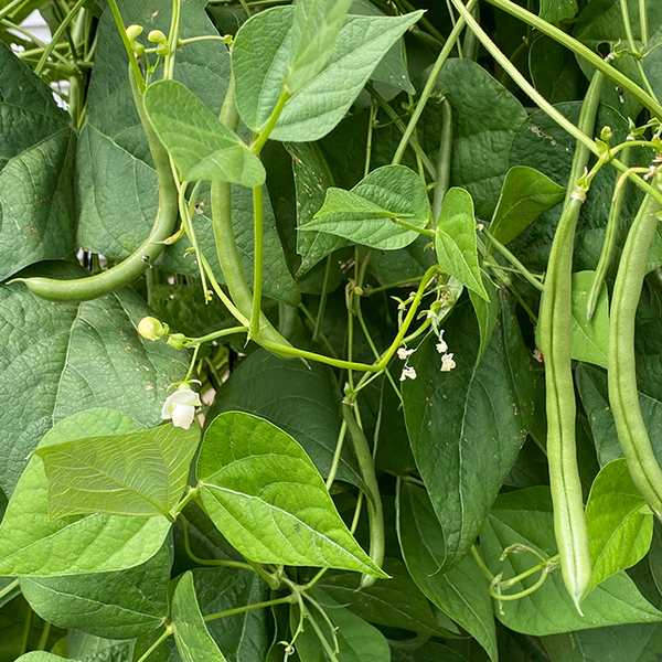 🫛String Bean Seeds – High Yield, Low Hassle