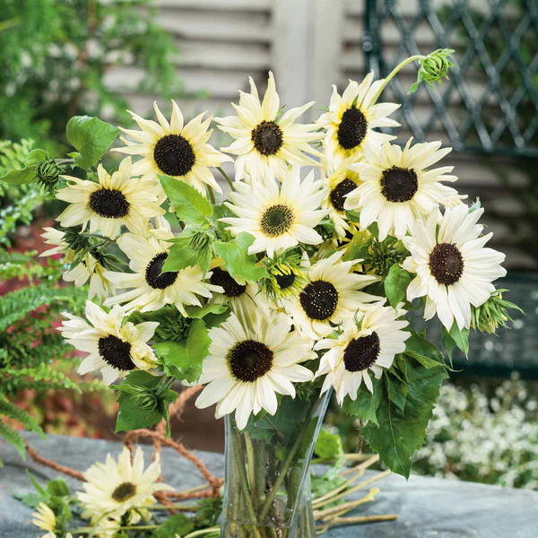 🌻 Sunflower Seeds – Bring Sunshine to Your Garden!