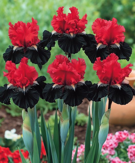 🌸 Iris Bulbs – Rare Color. Lasting Beauty. Zero Hassle.