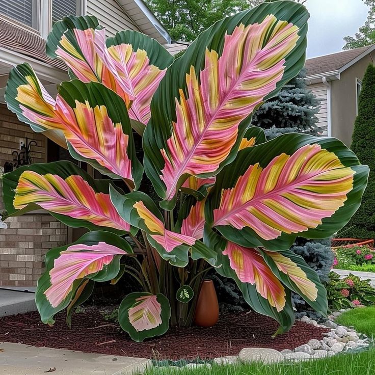 🌟 Discover the Magic of Giant Caladium Seeds!