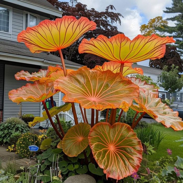 🌟 Discover the Magic of Giant Caladium Seeds!