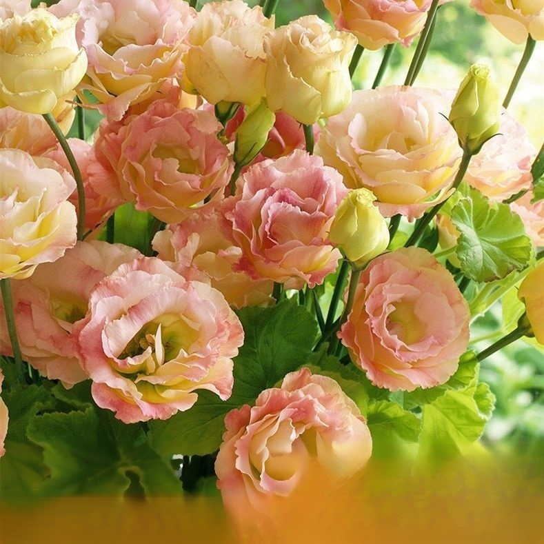 High-quality lisianthus seeds, with a strong aroma and flowering all year round💐