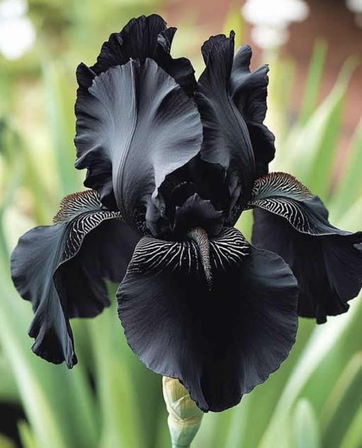 🌸 Iris Bulbs – Rare Color. Lasting Beauty. Zero Hassle.