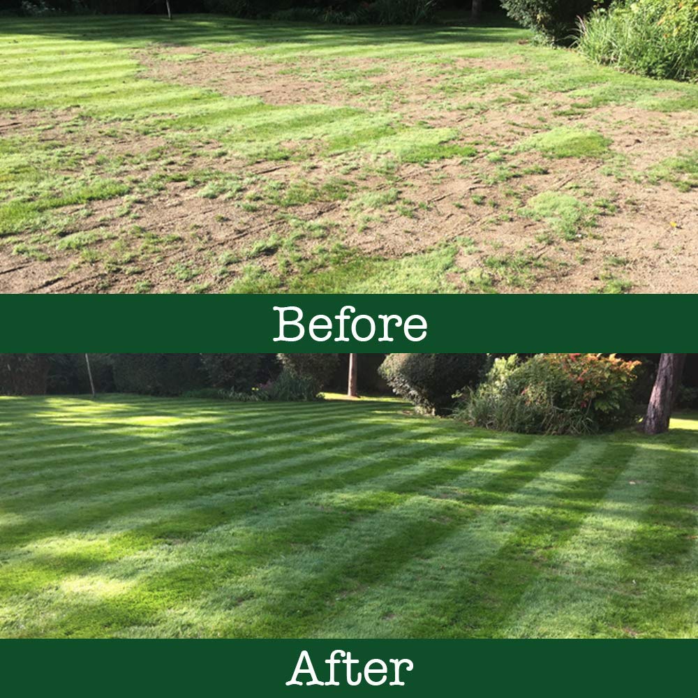 🌿🌟 Four Seasons Evergreen Dwarf Grass Seeds – Your Lawn’s New Best Friend