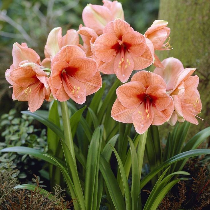 Amaryllis Bulbs: Brighten Your Space with Bold Blooms 🌸