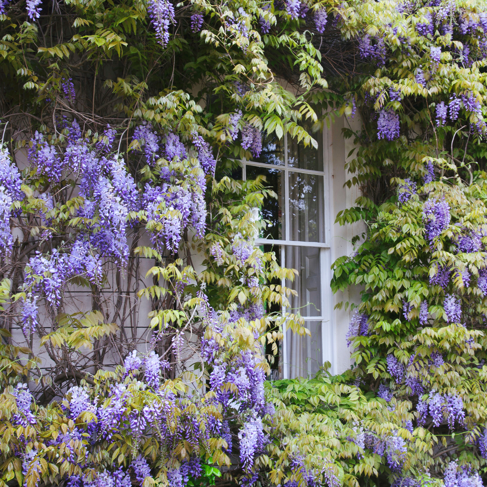 🔥LAST DAY 75% Off🌺The Queen Of Flowers—Wisteria Flower Seeds