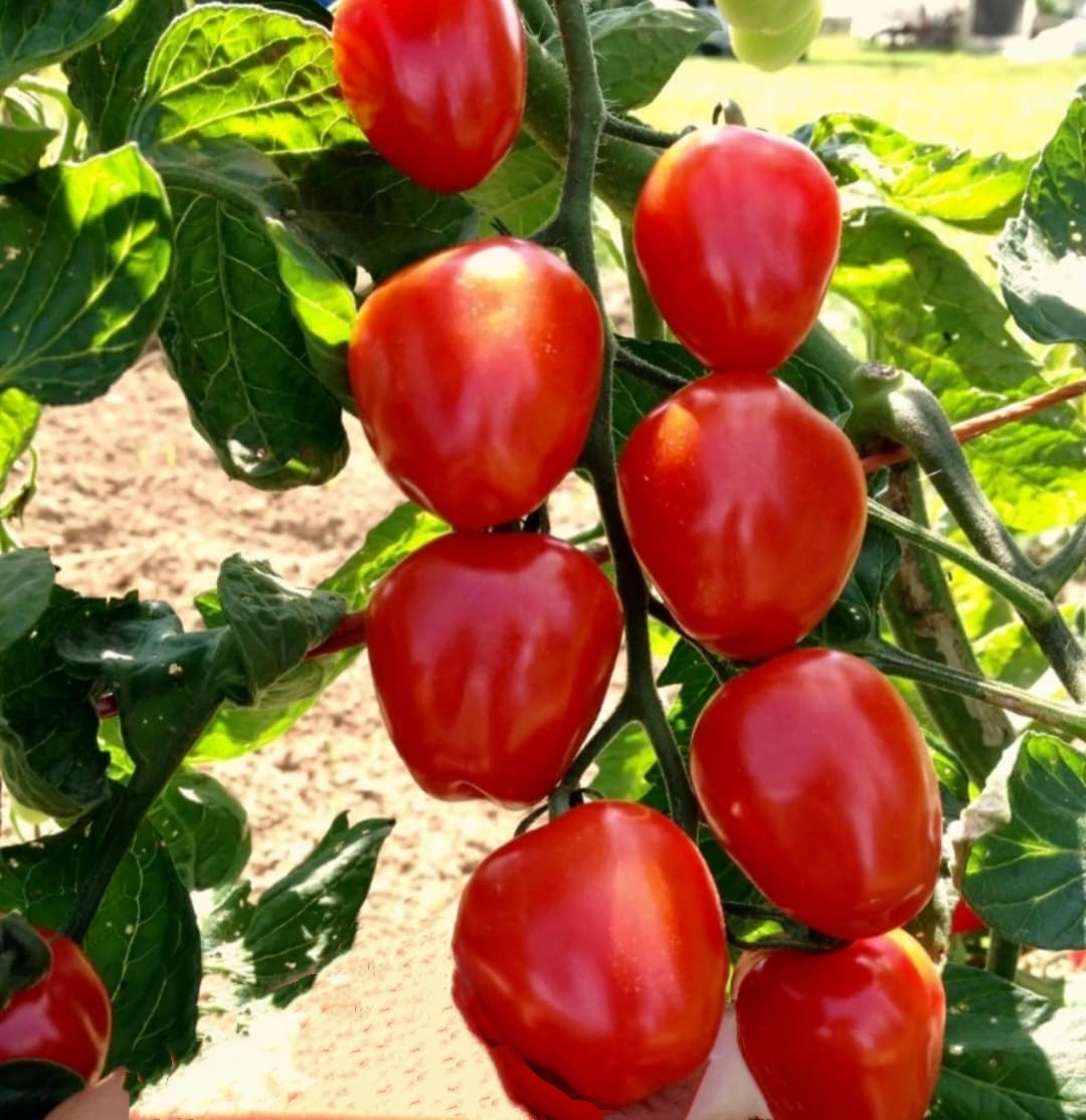 🍅 Waterfall Tomato Seeds – Bring a Cascading Beauty to Your Garden