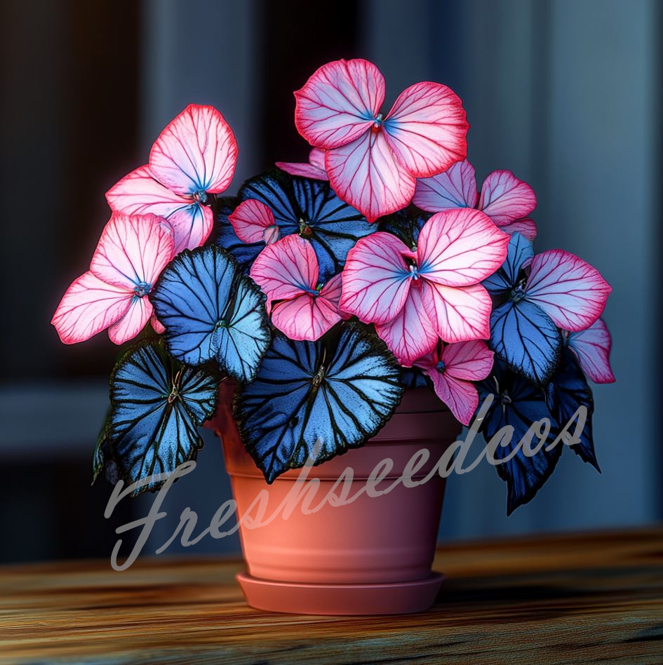 🔥Last Day 70% OFF🦋Moonlight Butterfly Begonia Seeds: The Enchanting Begonia for Every Space