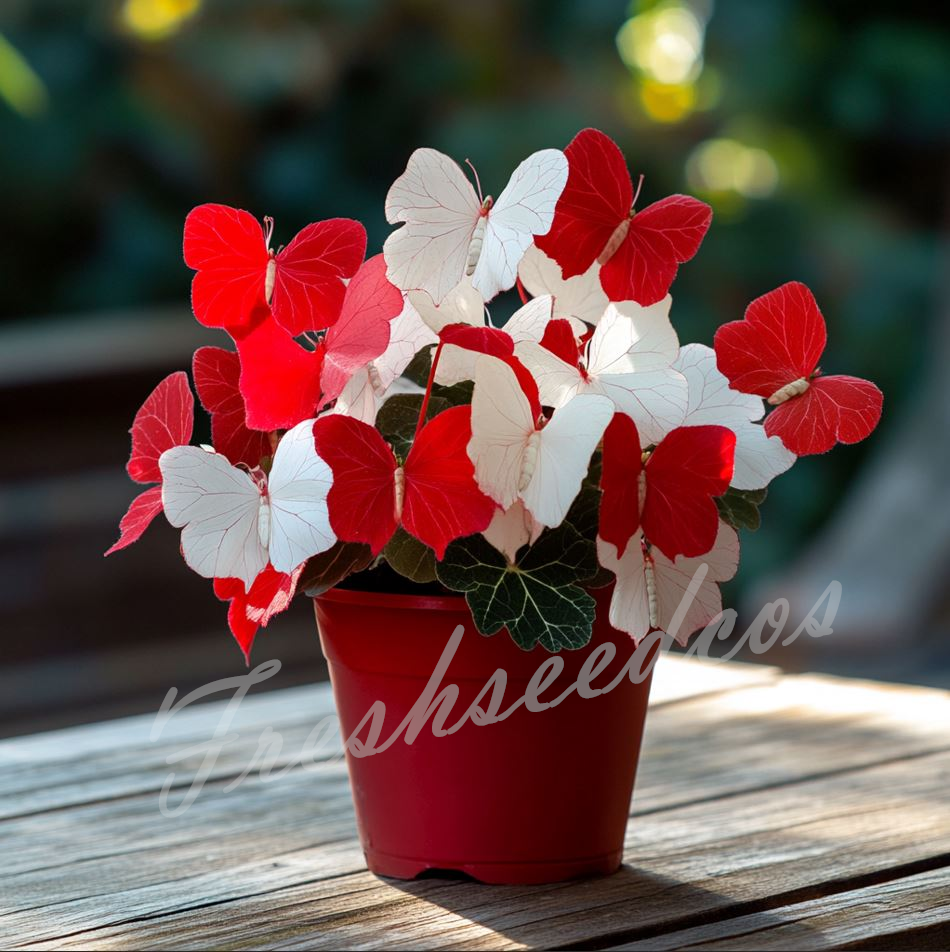 🔥Last Day 70% OFF🦋Moonlight Butterfly Begonia Seeds: The Enchanting Begonia for Every Space