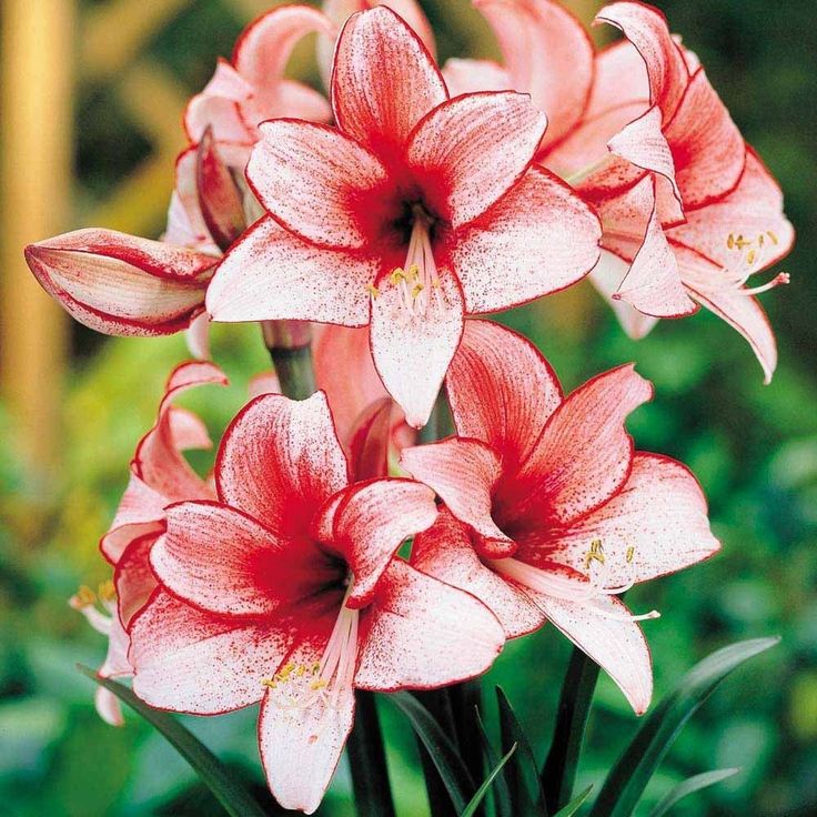 Amaryllis Bulbs: Brighten Your Space with Bold Blooms 🌸