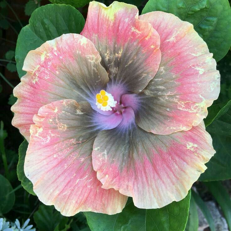 Giant Ombre Hibiscus Exotic Coral Flowers Seeds