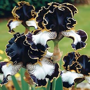 🌸 Iris Bulbs – Rare Color. Lasting Beauty. Zero Hassle.