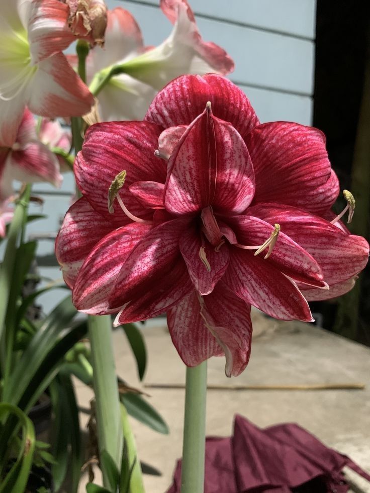 Amaryllis Bulbs: Brighten Your Space with Bold Blooms 🌸