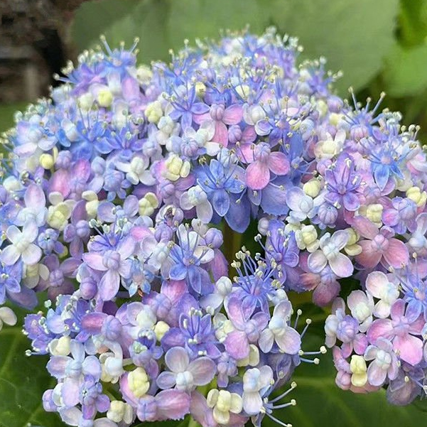 🌸 Hydrangea Seeds: Bring Magic and Colors to Your Garden 🌸