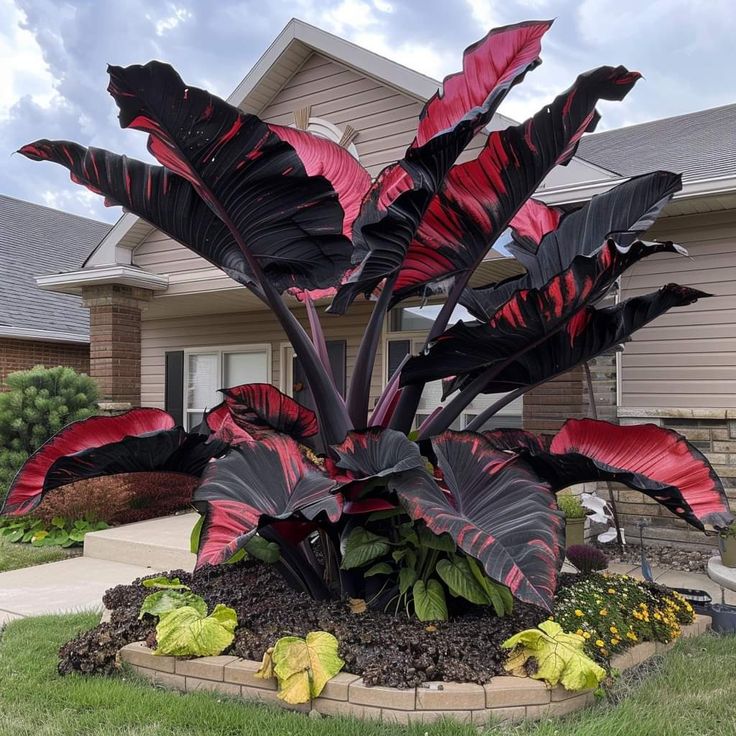 🌟 Discover the Magic of Giant Caladium Seeds!