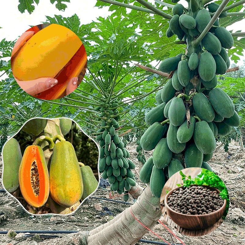 🍃 Dwarf Papaya Seeds-Easy to grow, sweet and nutritious