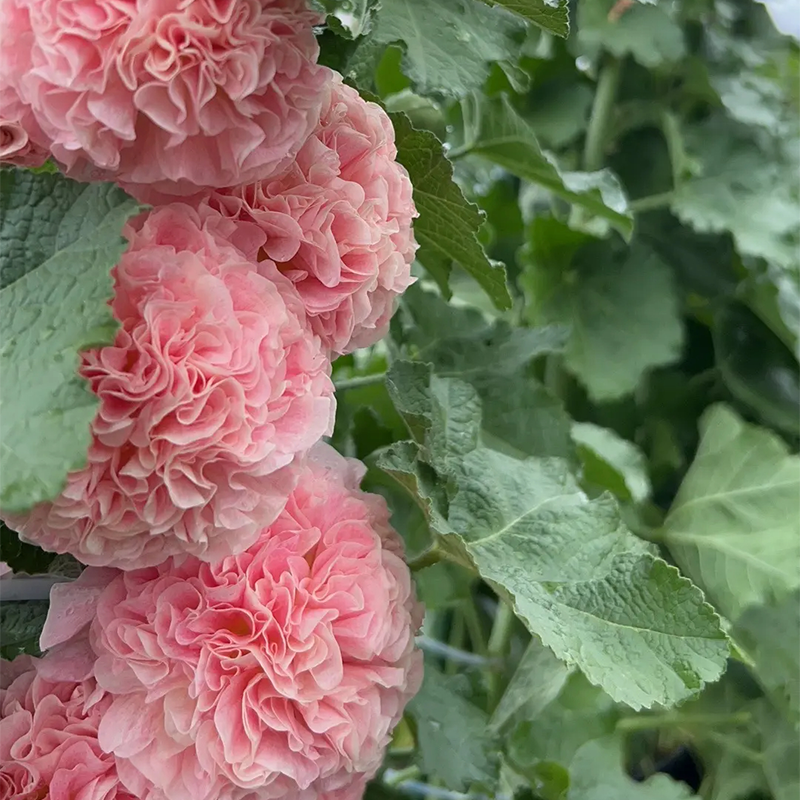 DOUBLE HOLLYHOCK SEEDS