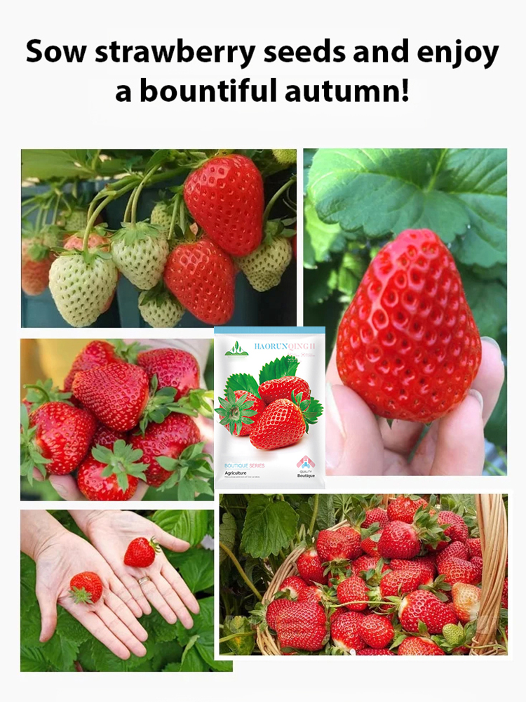 🤩Four Seasons Fruit Cream Strawberry Seeds【😋28 days to blossom and fruits🍓】