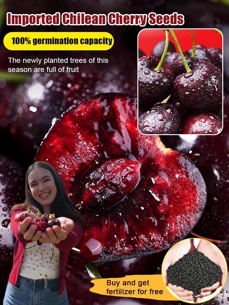 😋Fully Imported Chilean Chelsea Seeds, The fruits are large, plump and juicy, and easy to manage🍒