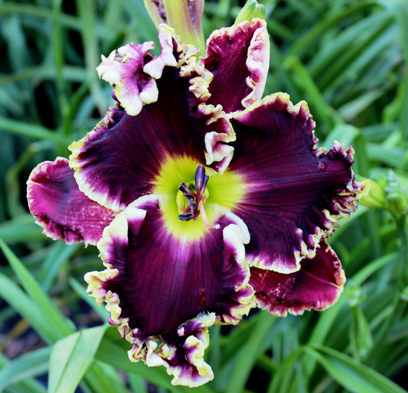 Daylily Hybrid Flowers Seeds, Hemerocallis Hybrid, 50pcs/pack