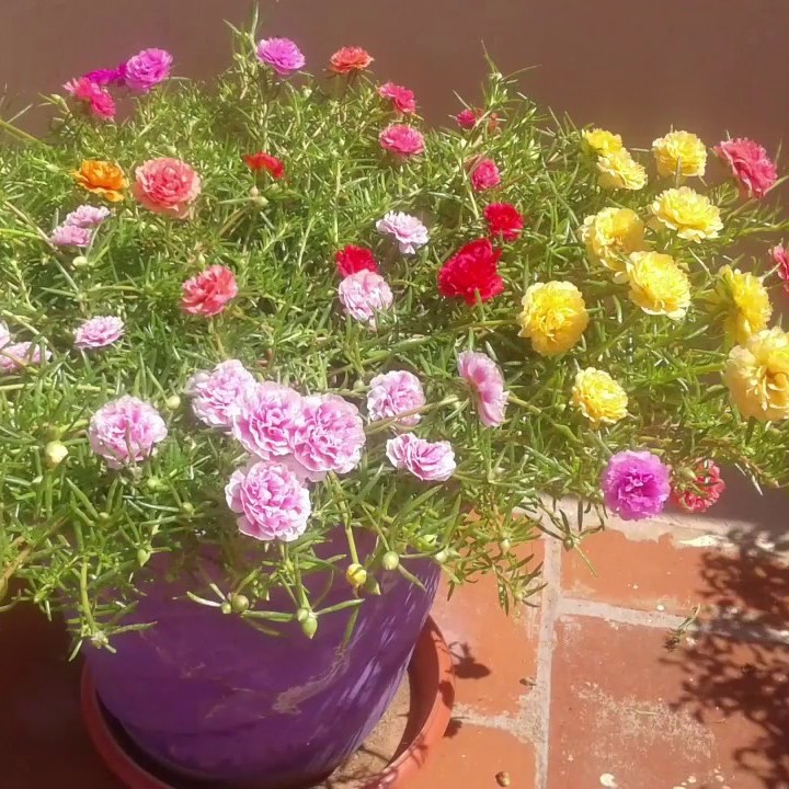💐Mixed Portulaca flower seeds