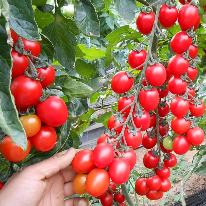 🍅 Waterfall Tomato Seeds – Bring a Cascading Beauty to Your Garden
