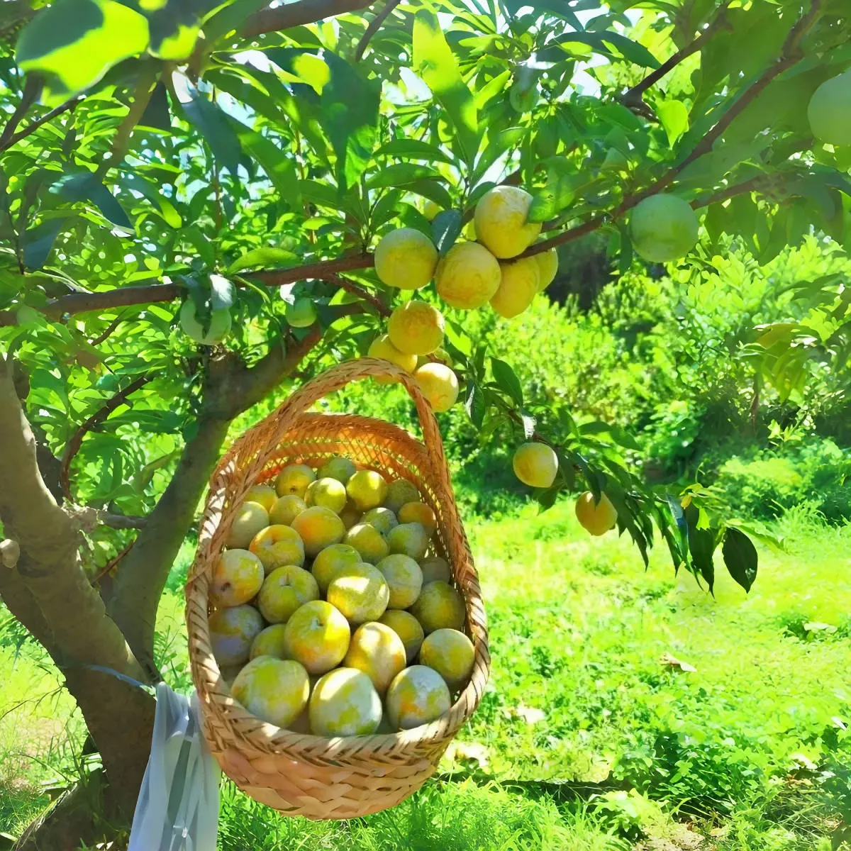 🍑Golden Nectarin Seeds – Fill Your Garden with Golden Delight🌟