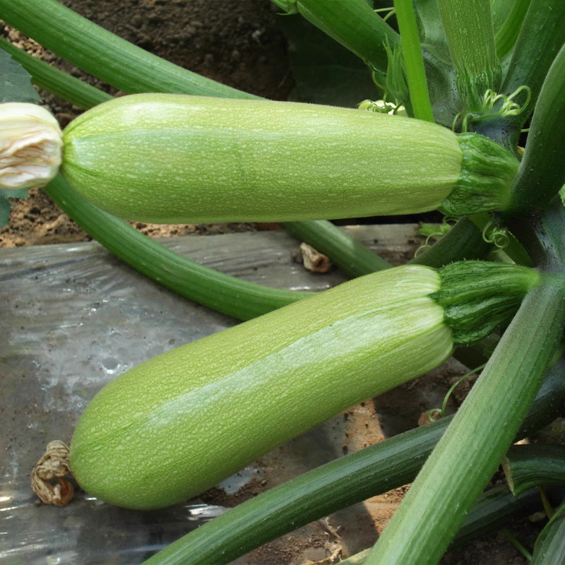 🍰 Creamy Zucchini — The Perfect Blend of Flavor and Health