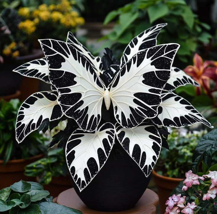 Rare Begonia 'Moonlight Butterfly' 🦋✨ -White & Black