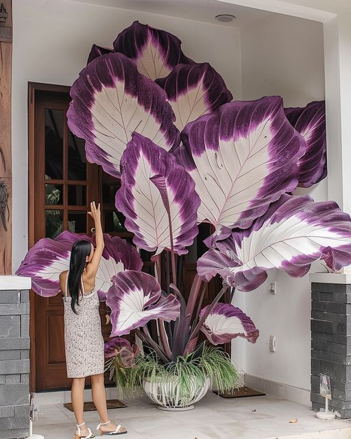 🌟 Discover the Magic of Giant Caladium Seeds!