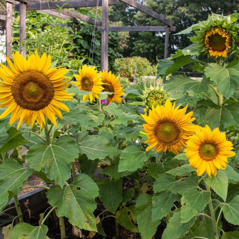 🌻 Sunflower Seeds – Bring Sunshine to Your Garden!