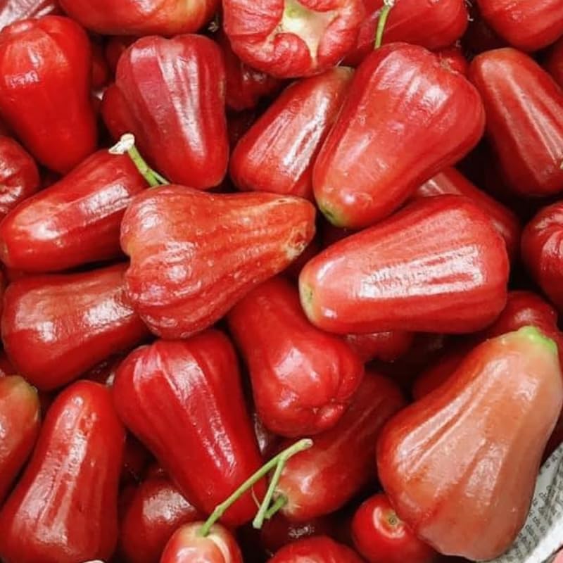 🍎Grow Your Own Tropical Wax Apples – Non-GMO Seeds