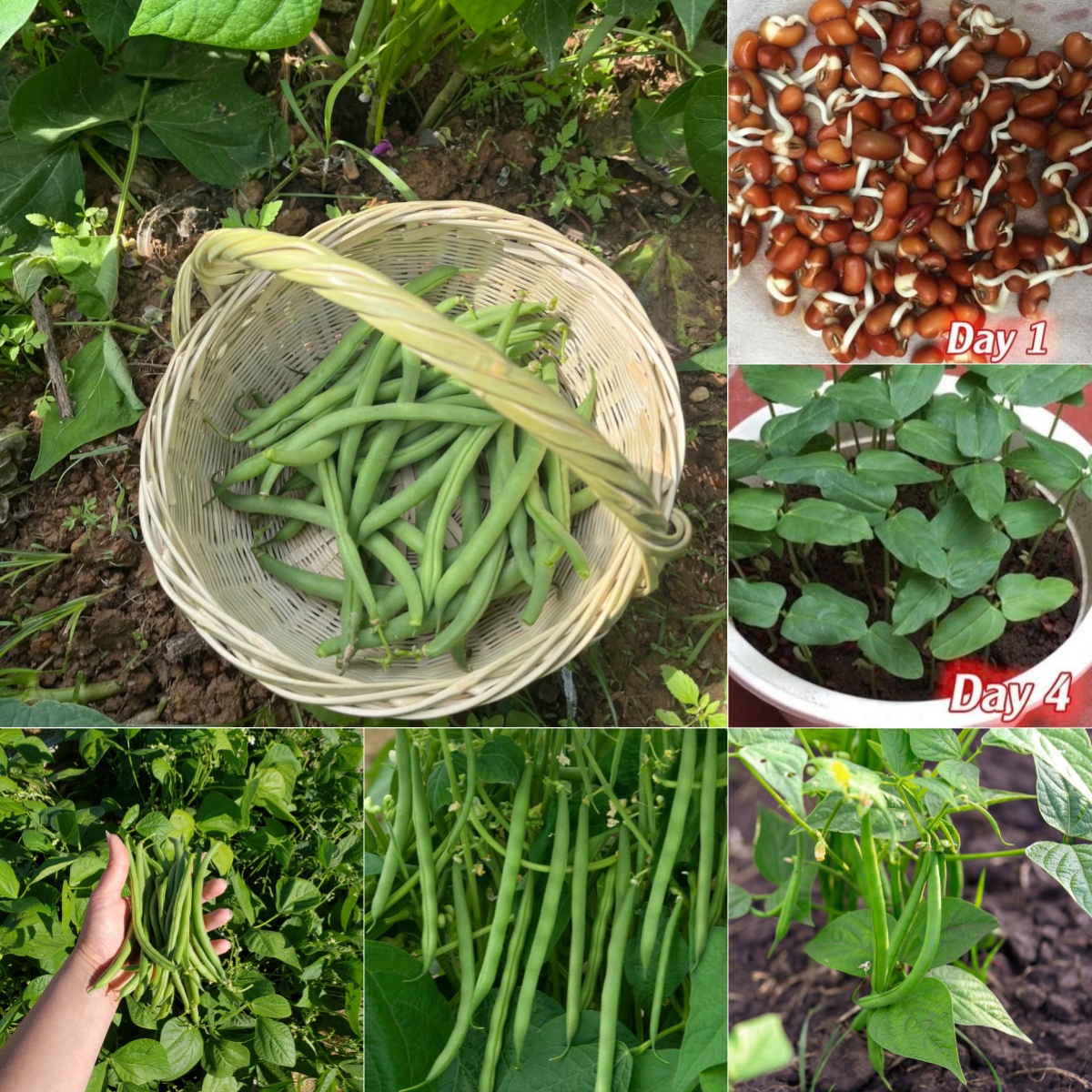 🫛String Bean Seeds – High Yield, Low Hassle