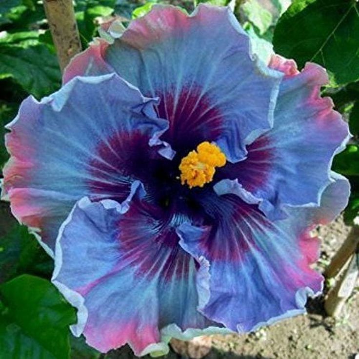 🌸Jumbo Hibiscus Seeds - Give your garden a new lease of life