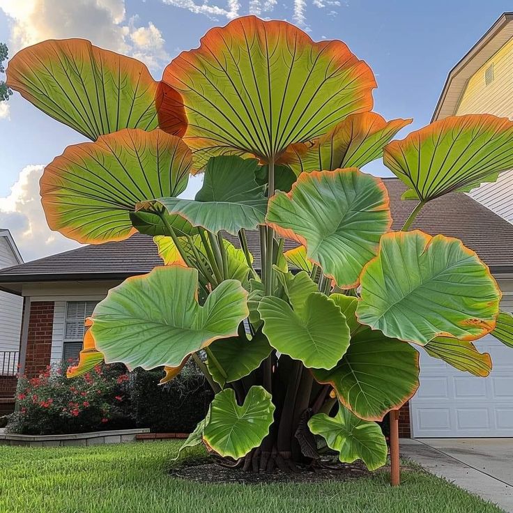 🌟 Discover the Magic of Giant Caladium Seeds!
