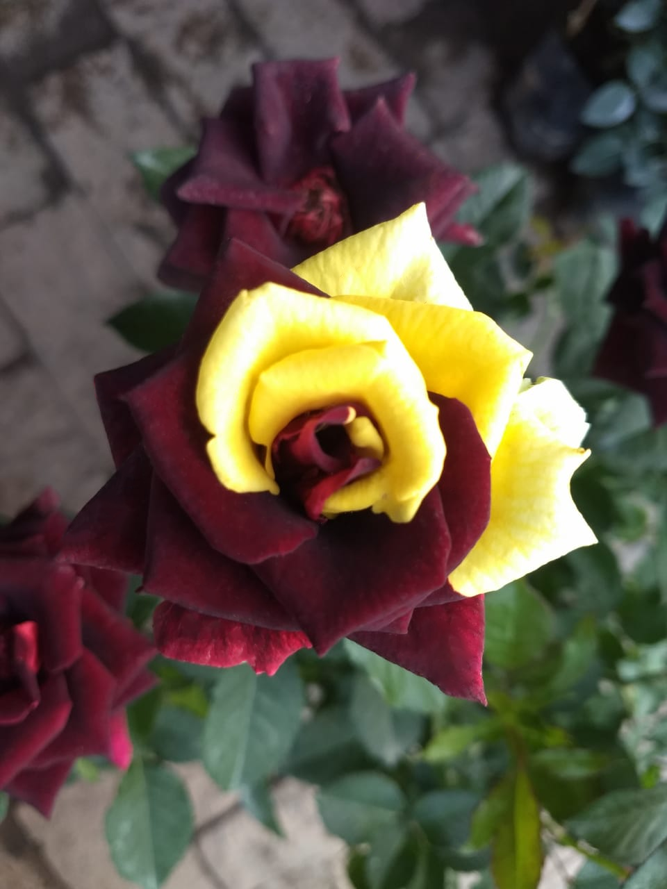 Rare Twin Red Yellow Rose - Seeds