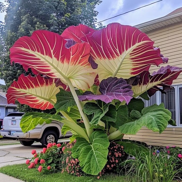 🌟 Discover the Magic of Giant Caladium Seeds!