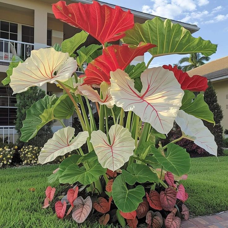 🌟 Discover the Magic of Giant Caladium Seeds!