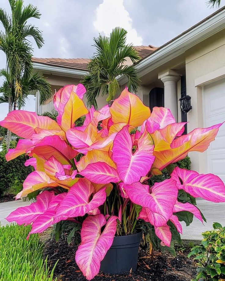 🌟 Discover the Magic of Giant Caladium Seeds!