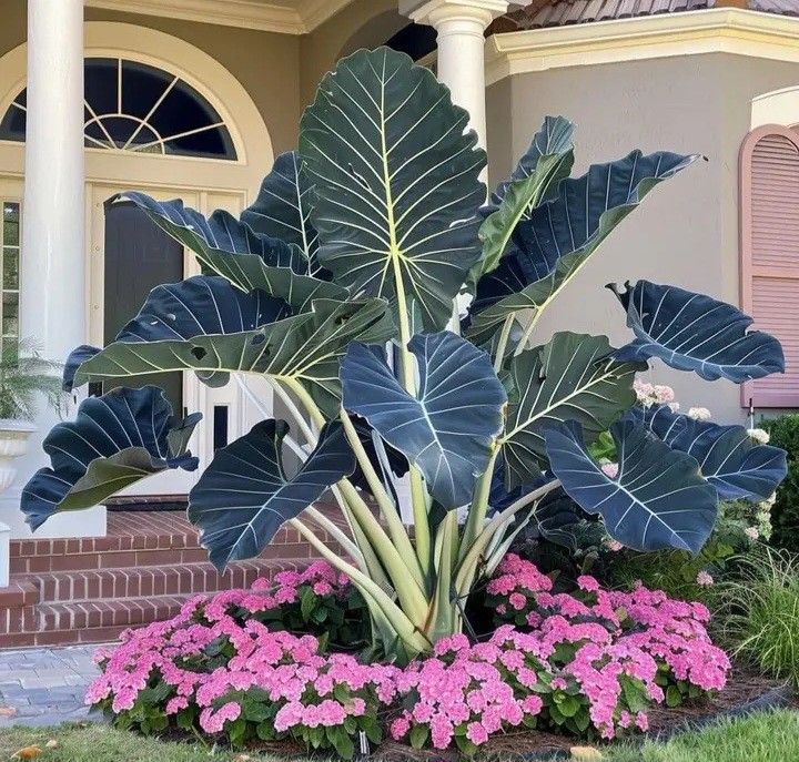 🌟 Discover the Magic of Giant Caladium Seeds!