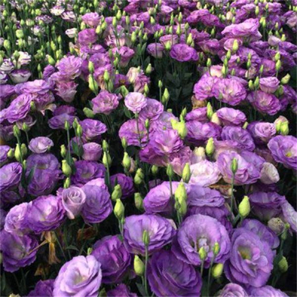 High-quality lisianthus seeds, with a strong aroma and flowering all year round💐