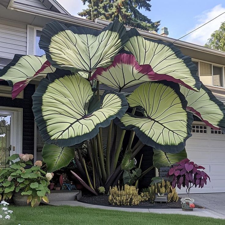 🌟 Discover the Magic of Giant Caladium Seeds!