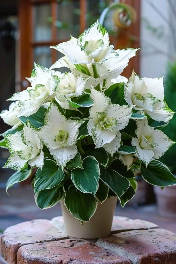 Rare Caladium Seeds🌟Green Edge