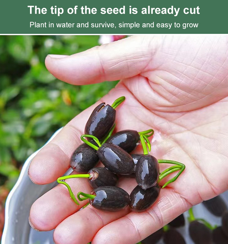 The lotus bowl is fragrant and brings good fortune.