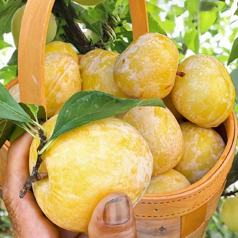 🍑Golden Nectarin Seeds – Fill Your Garden with Golden Delight🌟