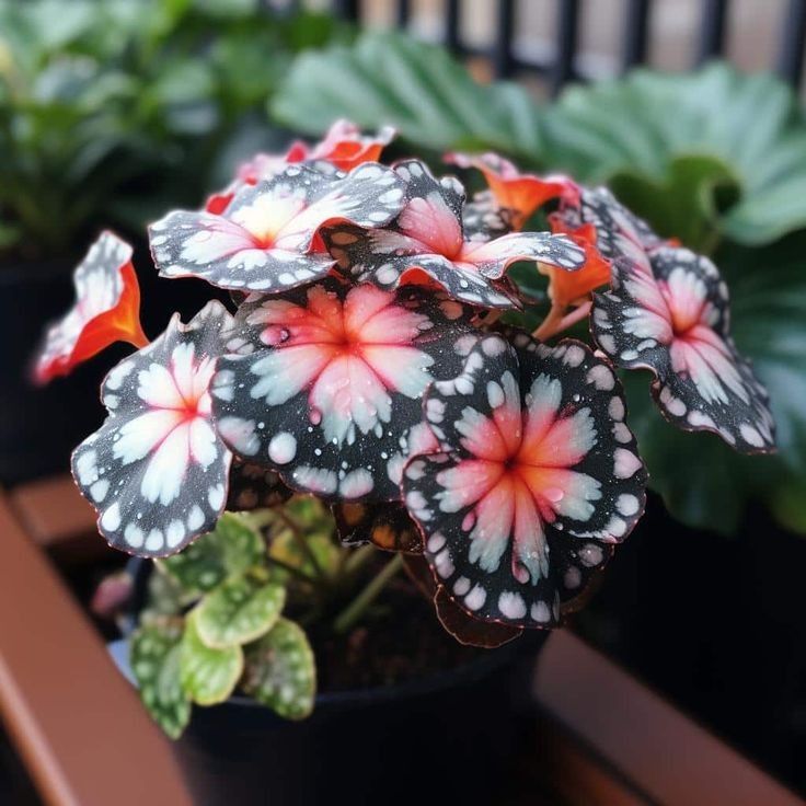 Rare Begonia 'Moonlight Butterfly' 🦋✨