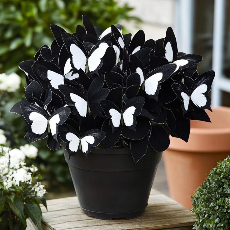 Begonia 'Moonlight Butterfly' 🦋✨- White & Black