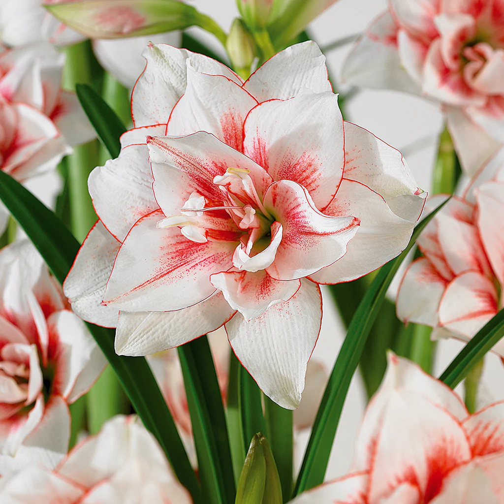 Amaryllis Bulbs: Brighten Your Space with Bold Blooms 🌸