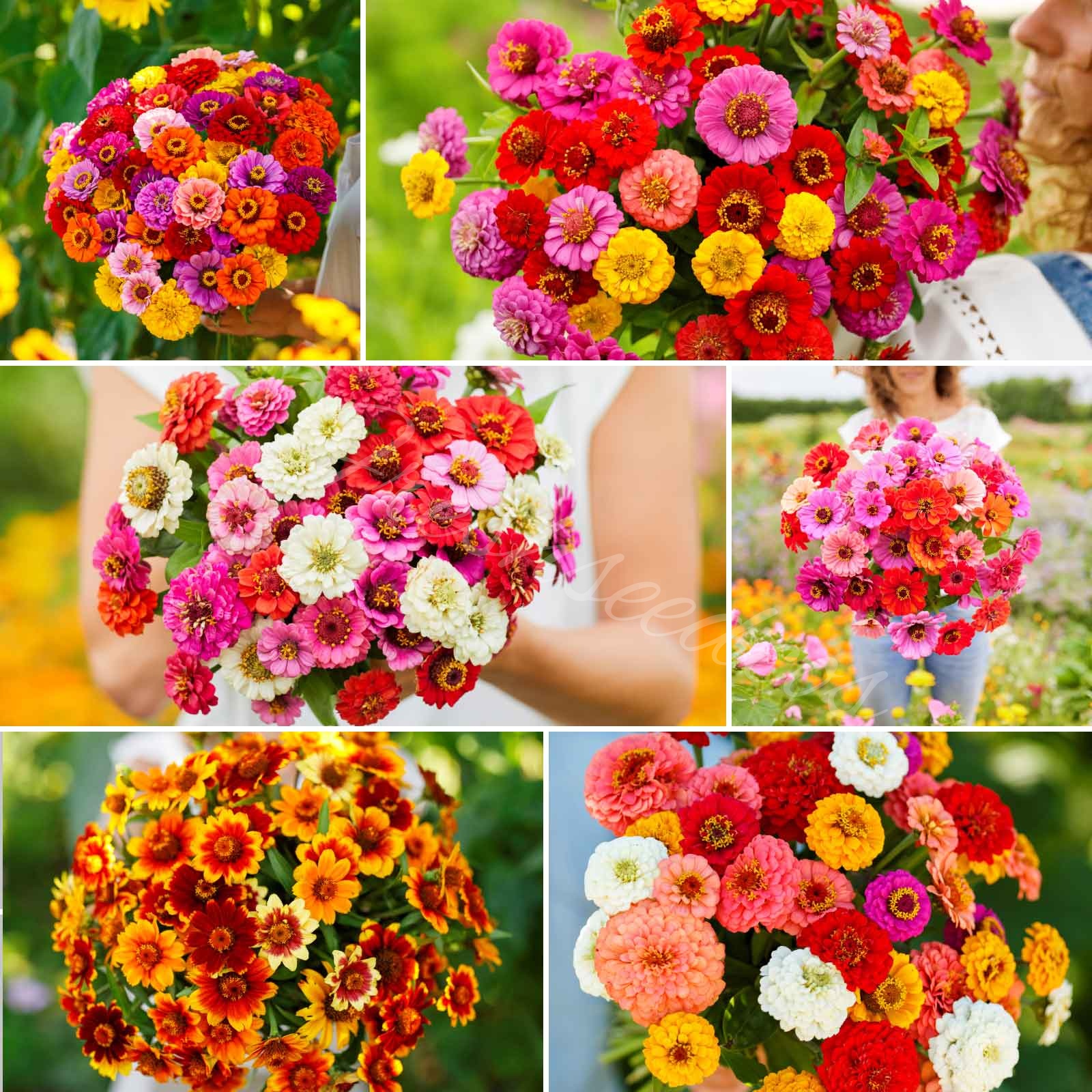 🌸Zinnia Seeds - Double Flowered - Mixed Color🌸