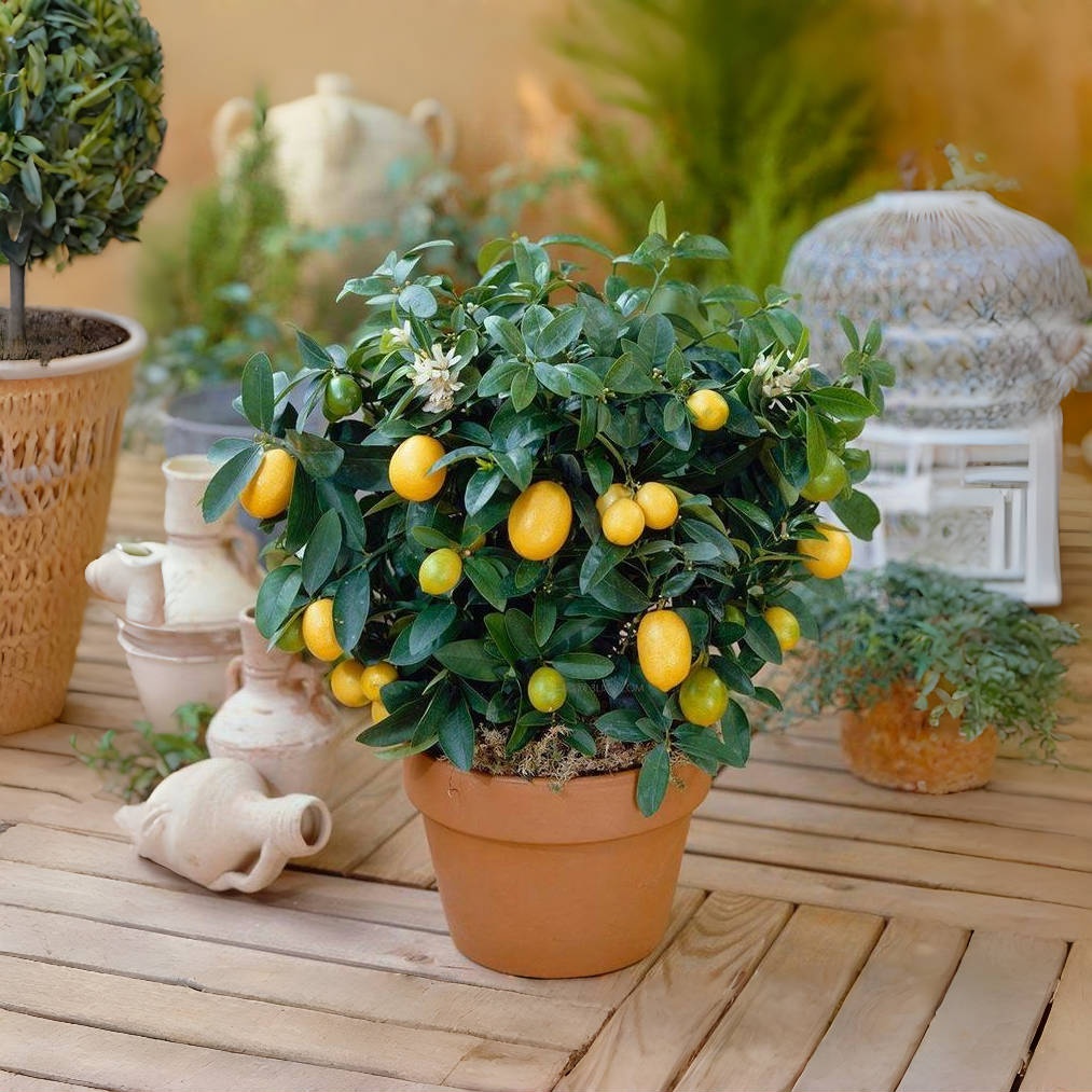 🍊 Crispy Kumquat Seeds: Small fruit, big charm! 🍊